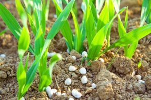 Zusatzstoffe zur Unterstützung des Pflanzenwachstums
