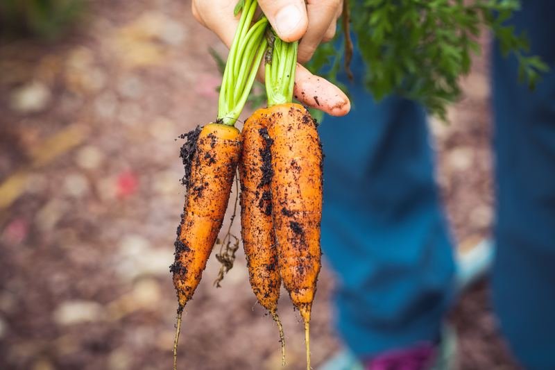морква - брудні овочі