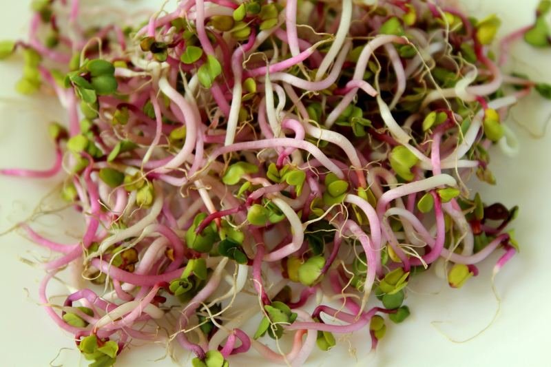 vegetables sprouts