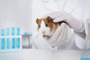 Animal testing in the cosmetic industry. What should you know? - PCC Group  Product Portal