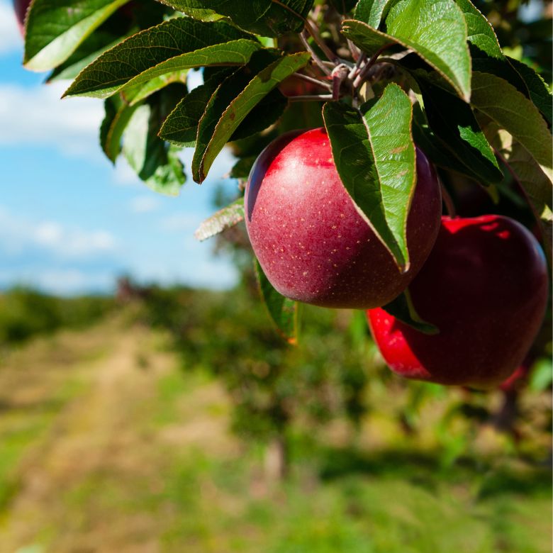 Bicarbonato di potassio: che cos'è, a cosa serve, benefici, usi