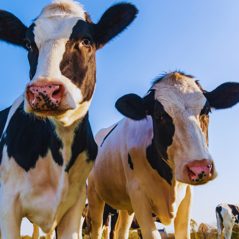 Two cows standing on a pasture on a sunny day.