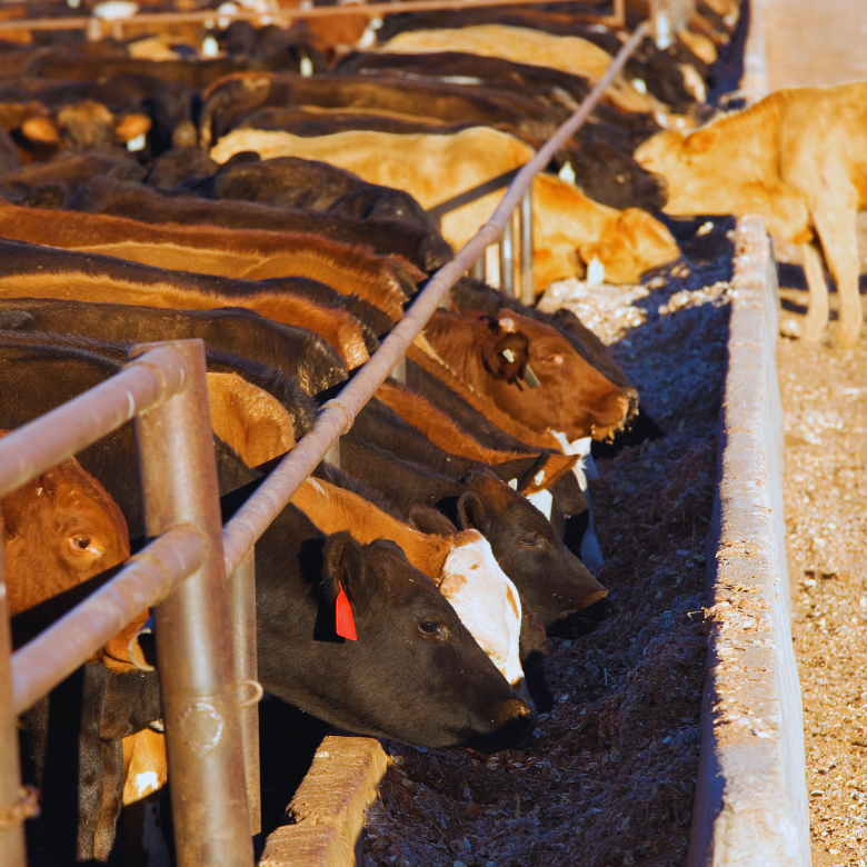 Herd of cows eating feed by a fence on a farm.