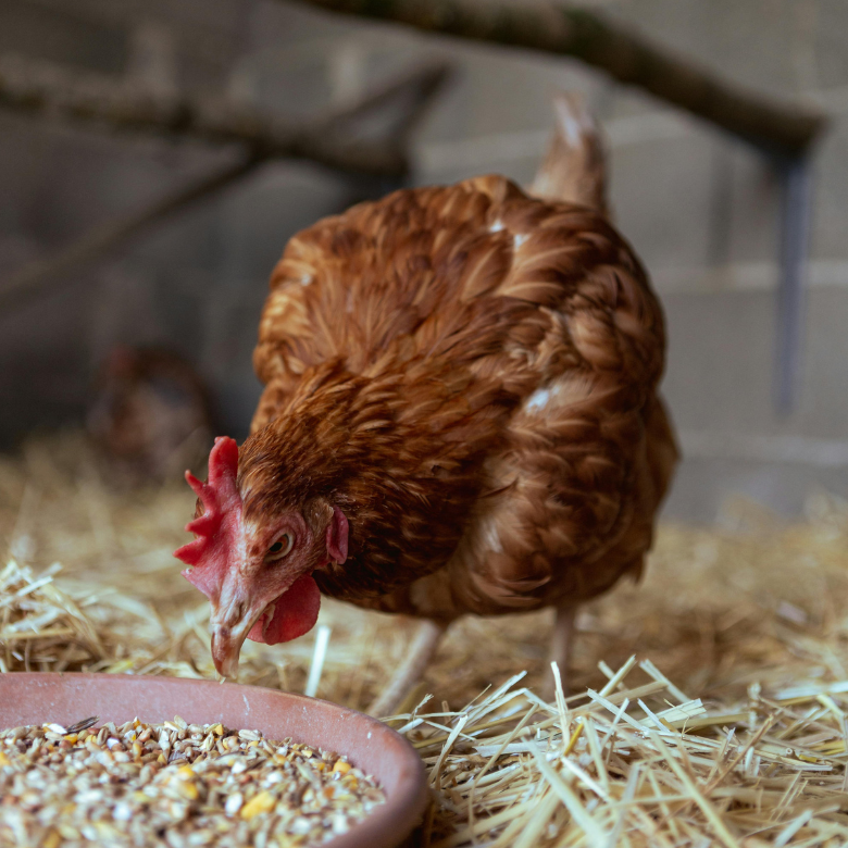Brown hen eating grain from a bowl in a henhouse.
