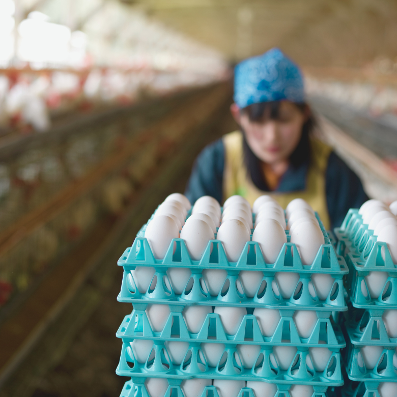 Stacks of trays with white eggs at a poultry farm, with a woman working in the background.