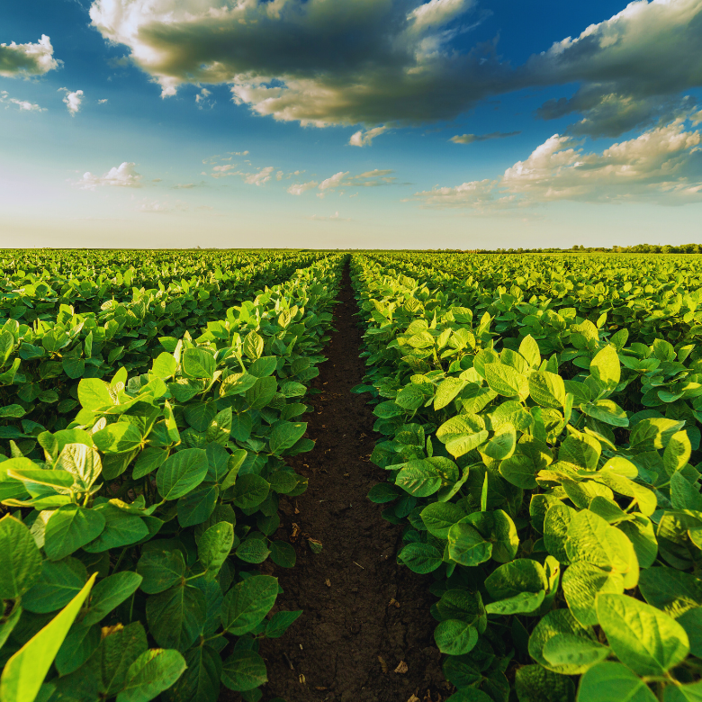 Green crop field with evenly planted rows of plants stretching toward the horizon under a cloudy sky.