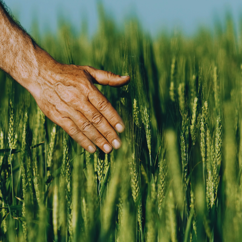 Hand gently touching the spikes of tall green grain in a field.