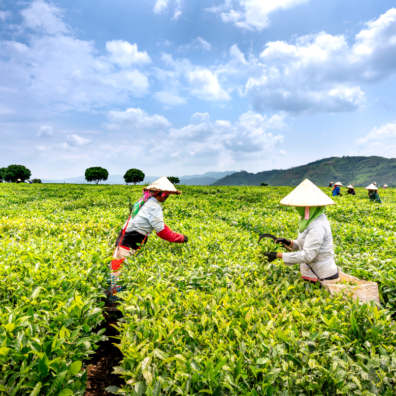 Workers in conical hats harvesting crops on a green plantation.