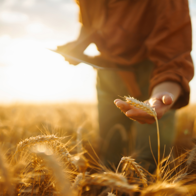 Person in a wheat field holding an ear of grain lit by warm sunset sunlight.