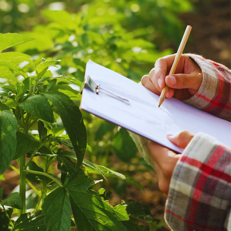 Рука мягко касается колосьев высокого зелёного зерна на поле.