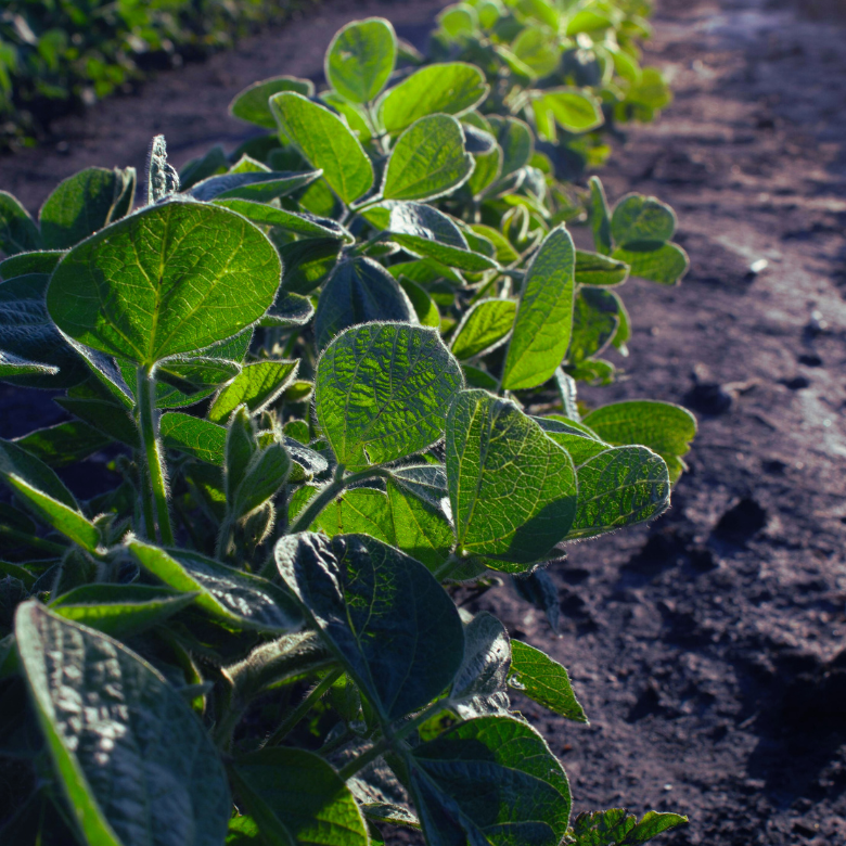 Primo piano di giovani piante verdi che crescono in fila in un campo.