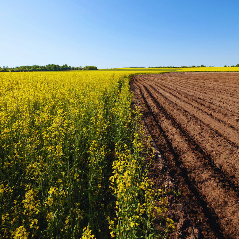 Campo di colza gialla accanto a terreno appena arato, che mostra una netta separazione tra le colture.