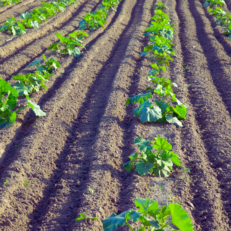 Rangées de jeunes plants poussant dans un champ cultivé, avec des sillons de sol visibles.