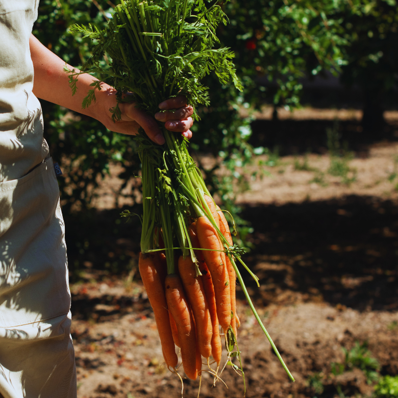 Hand holding freshly harvested carrots with greens in a garden setting.