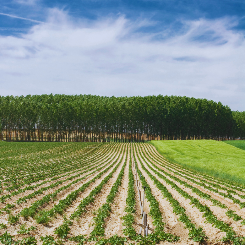 Cultivated field with evenly spaced crop rows and a line of trees on the horizon.
